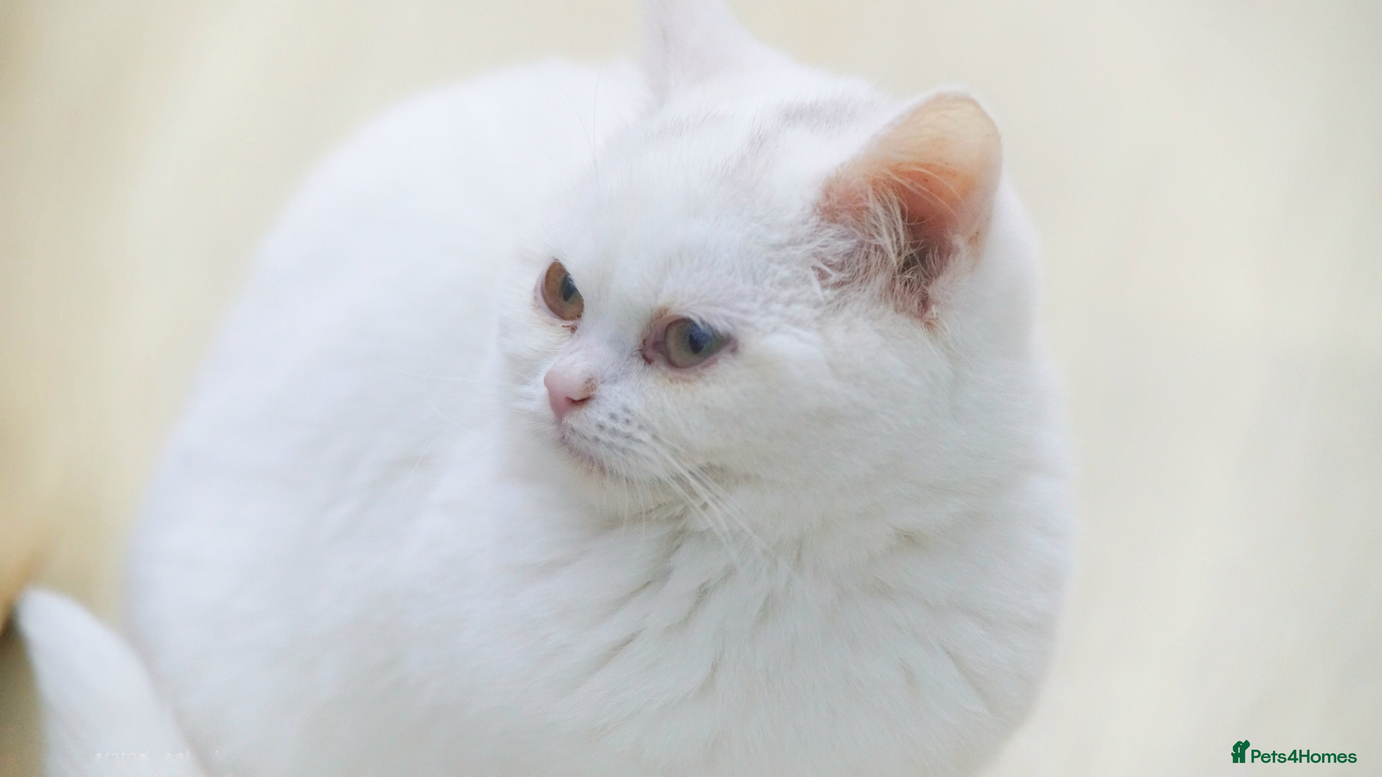 British Shorthair cats FEMALE Pure British Shorthair Golden Tabby Cat - Advert 2