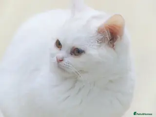 British Shorthair cats FEMALE Pure British Shorthair Golden Tabby Cat - Advert 2