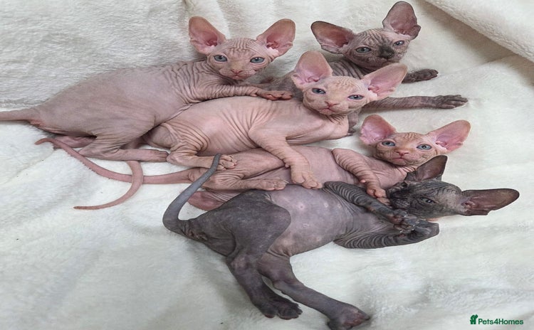 Sphynx cats 🐱GORGEOUS SPHYNX KITTENS AVAILABLE 🐱 - Advert 13