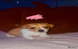 Jack Russell dogs for sale: Jack Russell  - Image 2