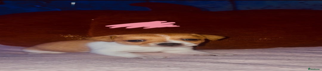 Jack Russell Puppy 3