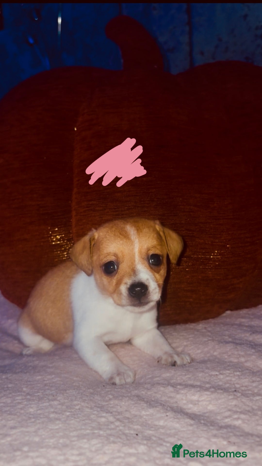 Jack Russell dogs for sale: Jack Russell  - Image 2