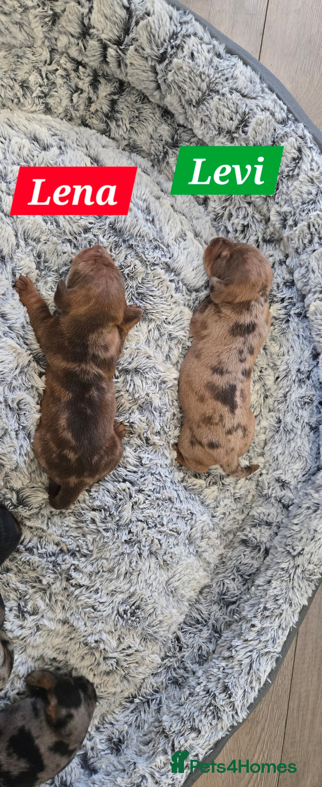 Dachshund dogs for sale: Beautiful Dapple Dachunds - Image 9