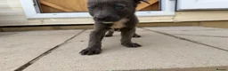 Mixed Breed dogs for sale: Puppies Ready to go the 31st - Advert 1