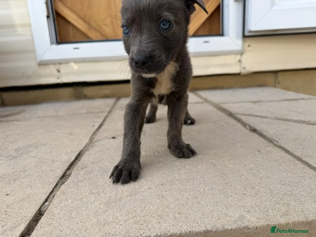 Mixed Breed dogs for sale: Puppies Ready to go the 31st - Advert 1