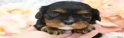 Cavalier King Charles Spaniel dogs for sale: HEALTH TESTED KC Cavalier King Charles Spaniels - Advert 3
