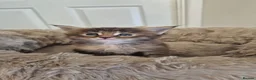 Maine Coon cats for sale: Beautiful, well handled Maincoon kittens  in Gosport - Advert 11