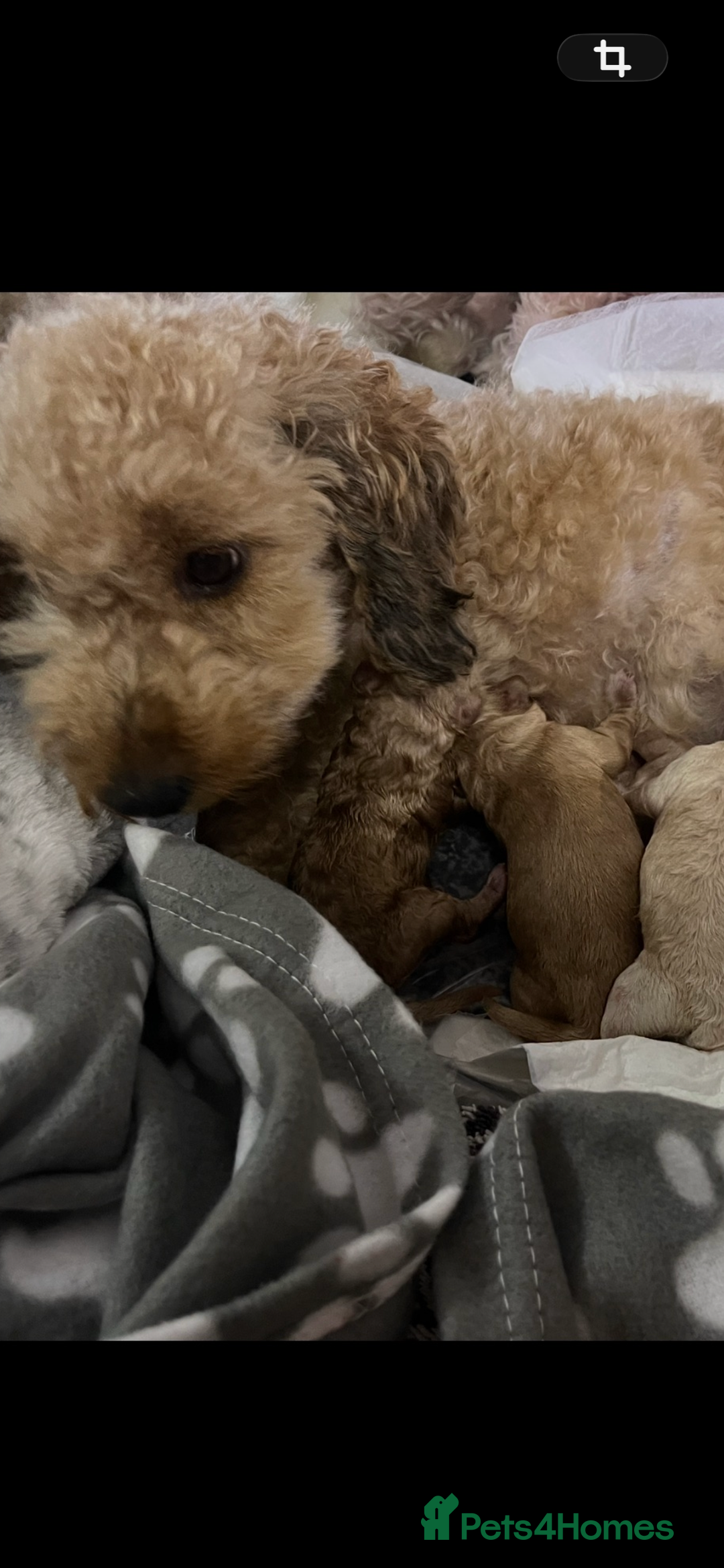 Cockapoo dogs for sale: Tiny cockerpoo pups - Advert 2