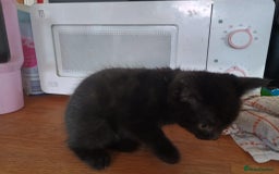Mixed Breed cats for sale: Beautiful Black Boy Kittens  - Image 6