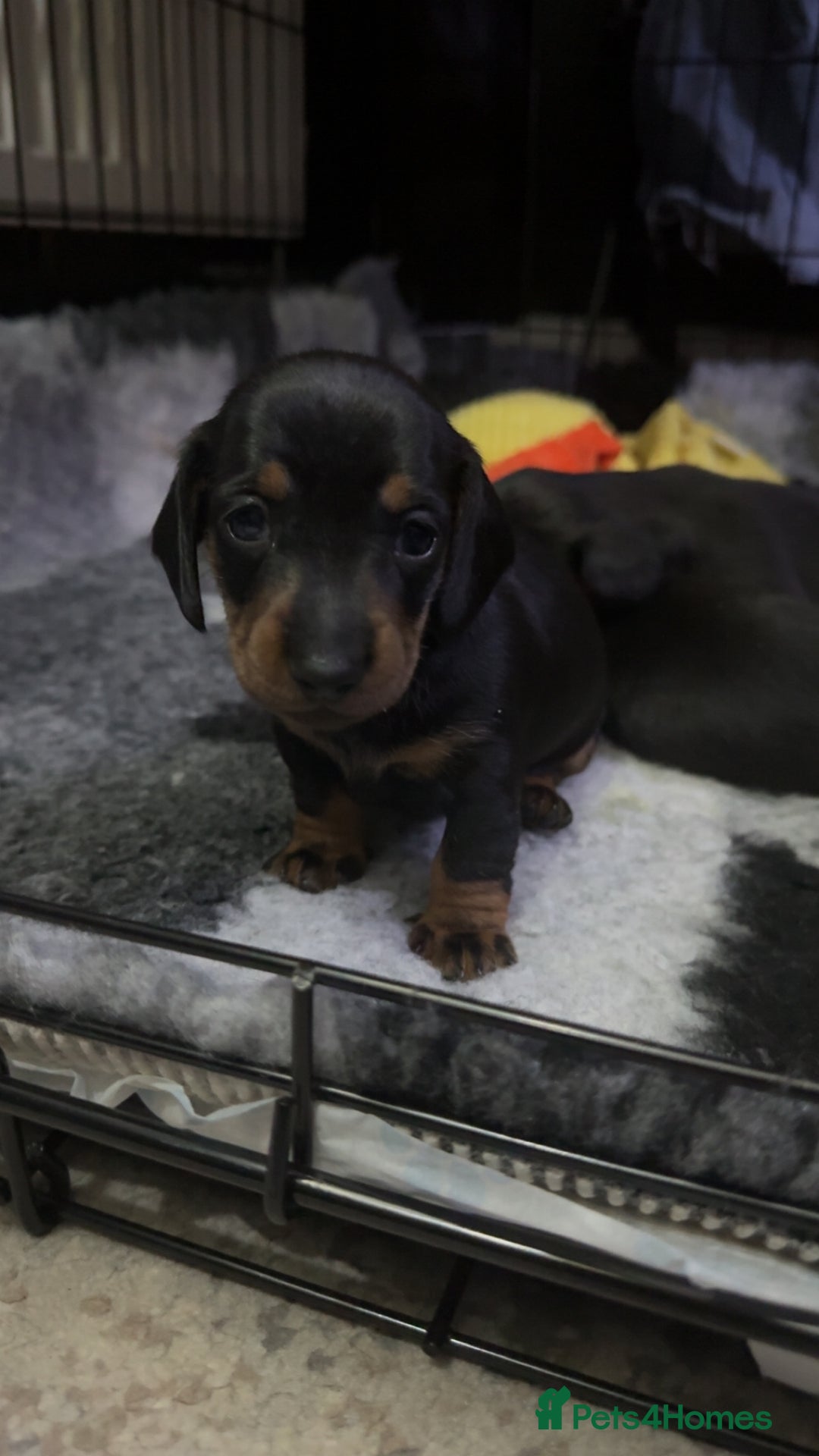 Dachshund dogs for sale: Dachshund forsale  - Advert 2