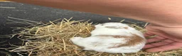 Lionhead rabbits for sale: Lion heads  - Advert 16