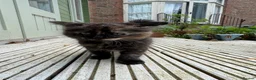 Mixed Breed cats for sale: Beautiful Fluffy Tortoiseshell Female Kitten - Advert 8
