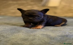 French Bulldog dogs for sale: Beautiful French bulldog  - Advert 8