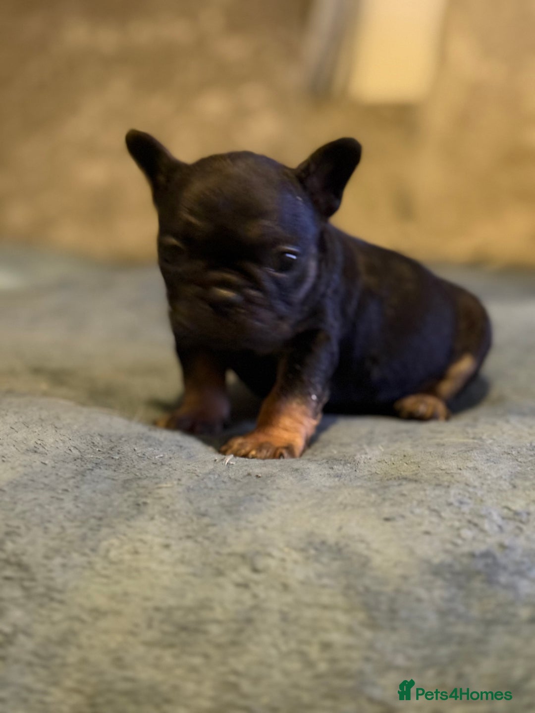 French Bulldog dogs for sale: Beautiful French bulldog  - Advert 8