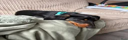 Dachshund dogs for sale: Dachshund puppy in Milton Keynes - Advert 2