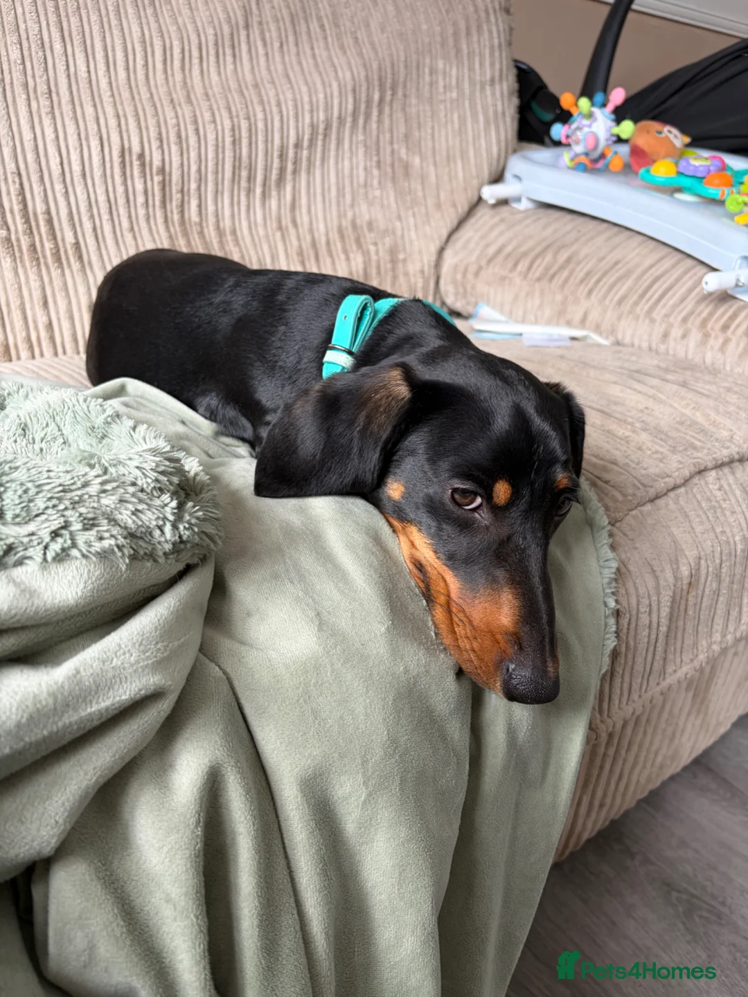 Dachshund dogs for sale: Dachshund puppy in Milton Keynes - Advert 2