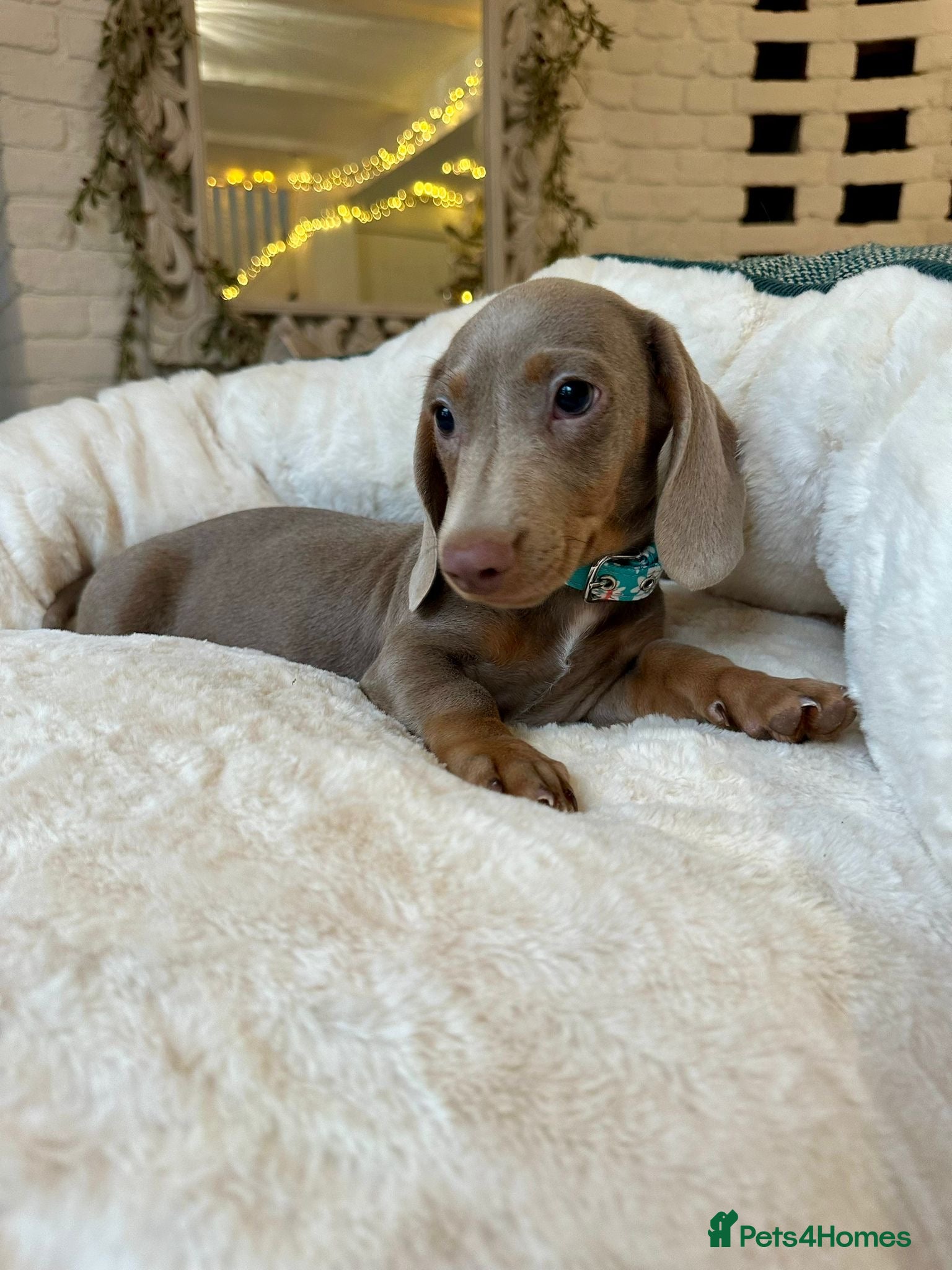 Miniature Dachshund dogs READY NOW Miniature Dachshund Puppies - Advert 18