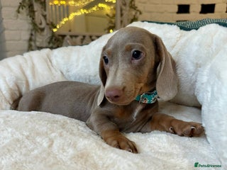 Miniature Dachshund dogs READY NOW Miniature Dachshund Puppies - Advert 18