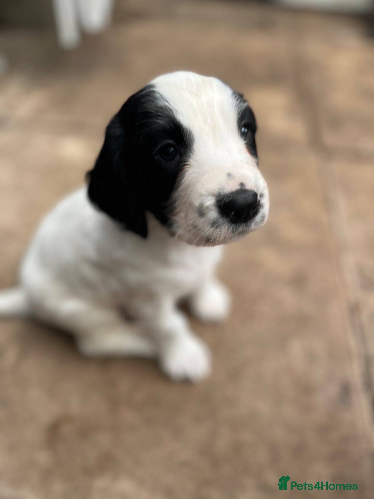 Sprocker dogs Sprocker Puppies - Advert 8