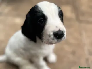 Sprocker dogs Sprocker Puppies - Advert 8