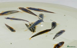 Koi Carp fish for sale: Asagi fry 2-3 inches  - Image 3