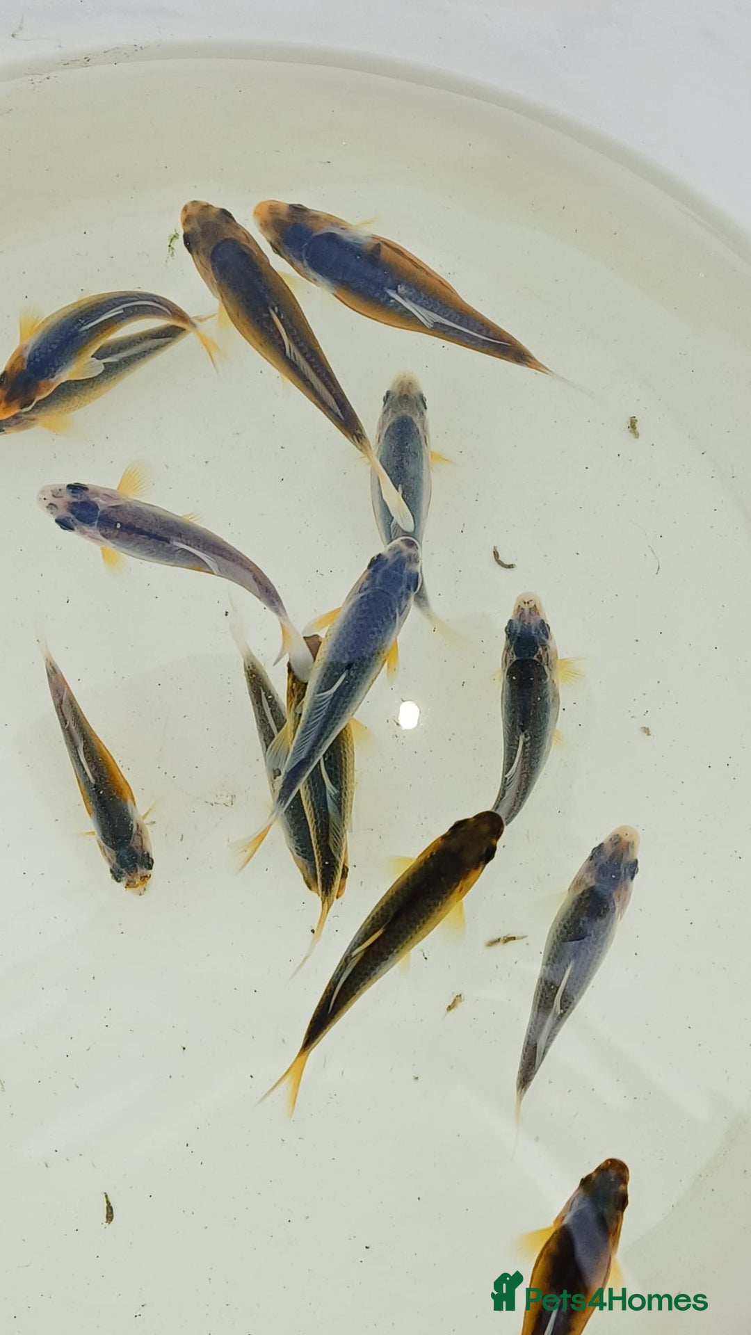 Koi Carp fish for sale: Asagi fry 2-3 inches  - Image 3