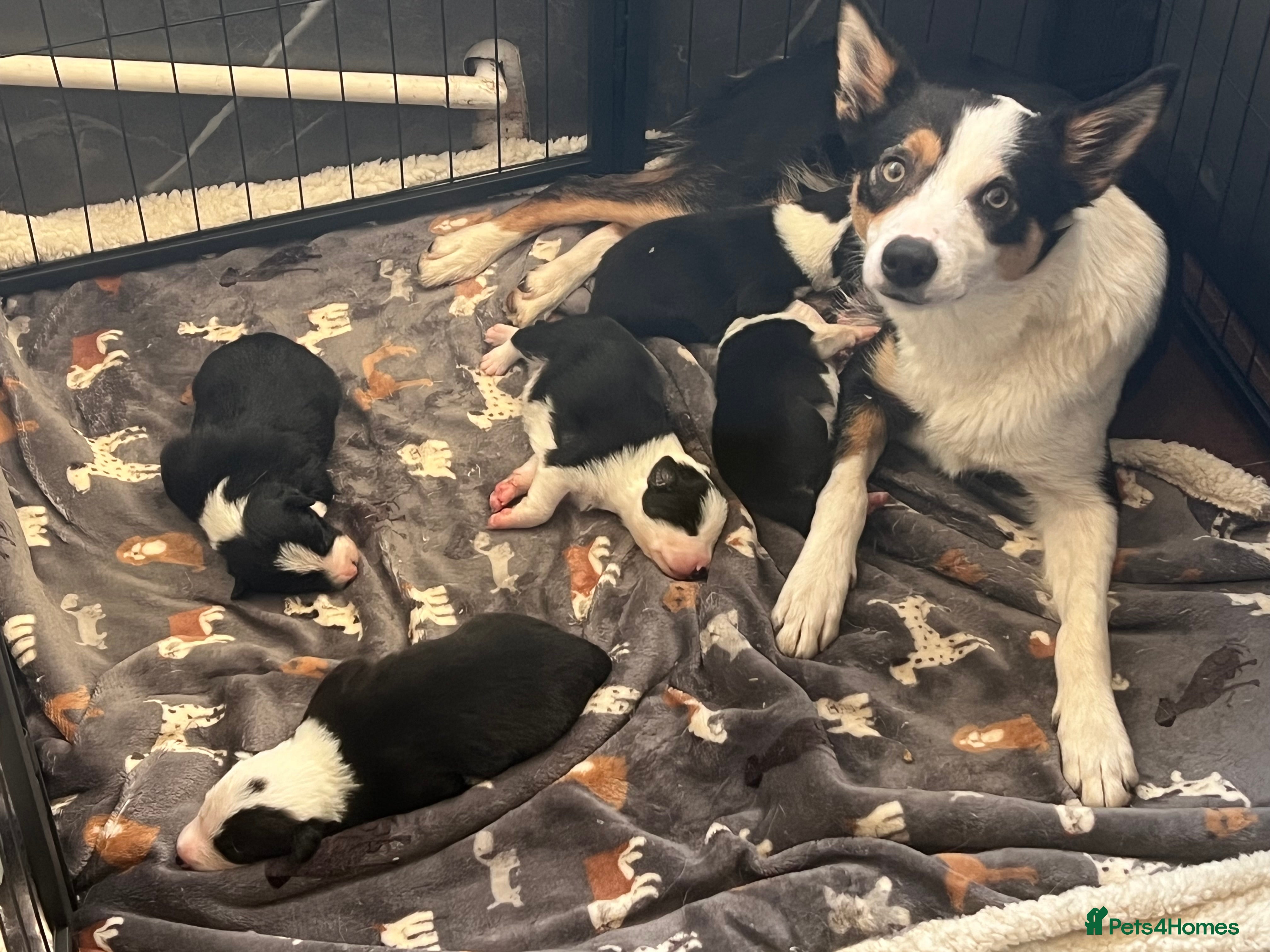 Border Collie dogs Two dog pups remaining  - Advert 6