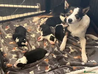 Border Collie dogs Two dog pups remaining - Advert 1