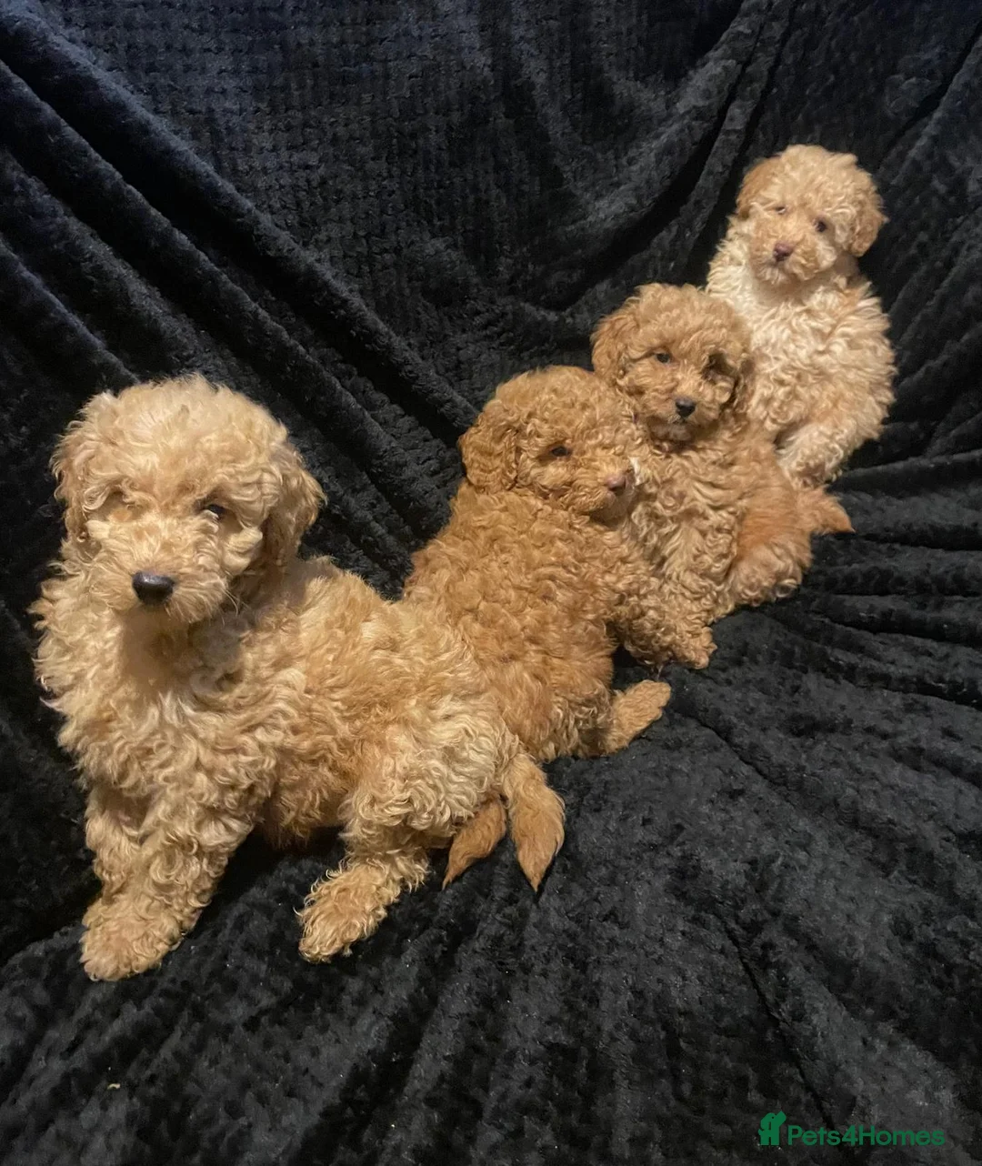 Maltipoo dogs for sale: Maltipoo puppies  - Advert 1
