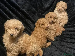 Maltipoo dogs Maltipoo puppies - Advert 3