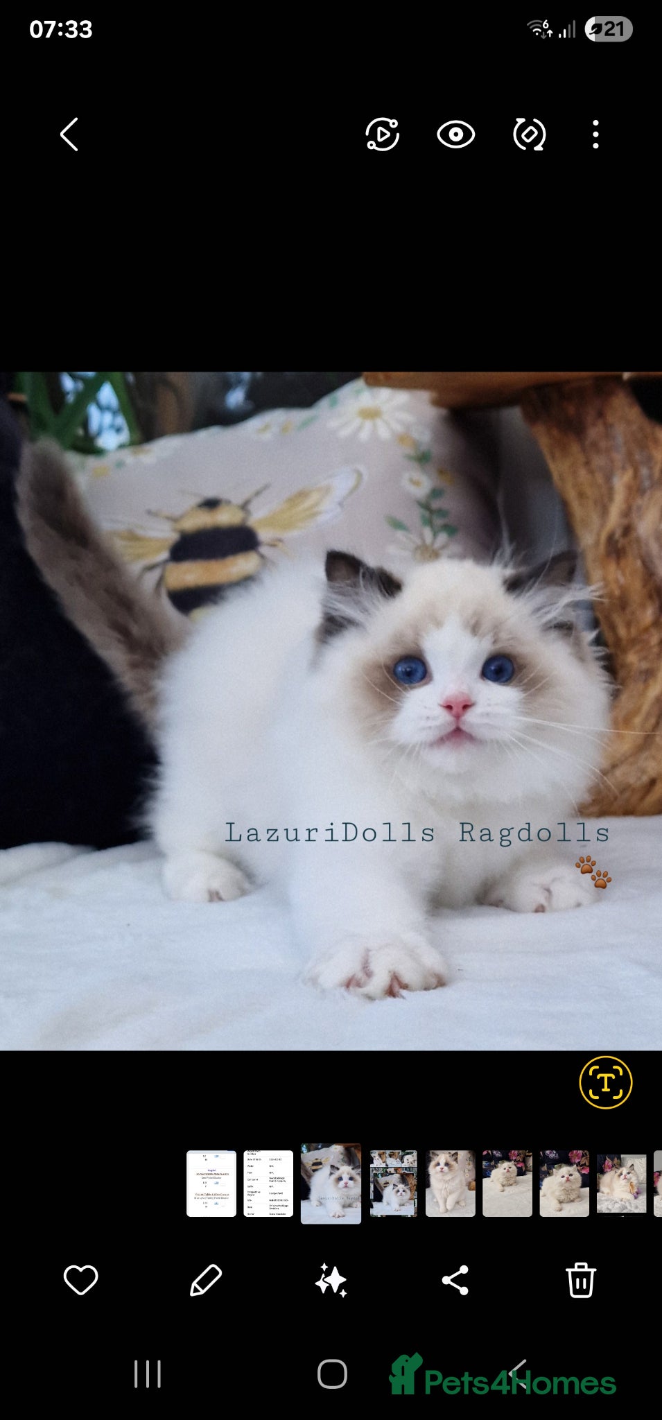 Ragdoll cats 🏆🎀🐈Exclusive kittens🏆Champion parents🐈 - Advert 1
