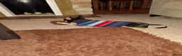 Chihuahua dogs for sale: Chihuahua for adoption in Harlow - Advert 5