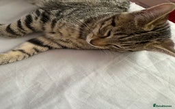 Maine Coon cats for sale: Maincoon mix female kitten - Image 2