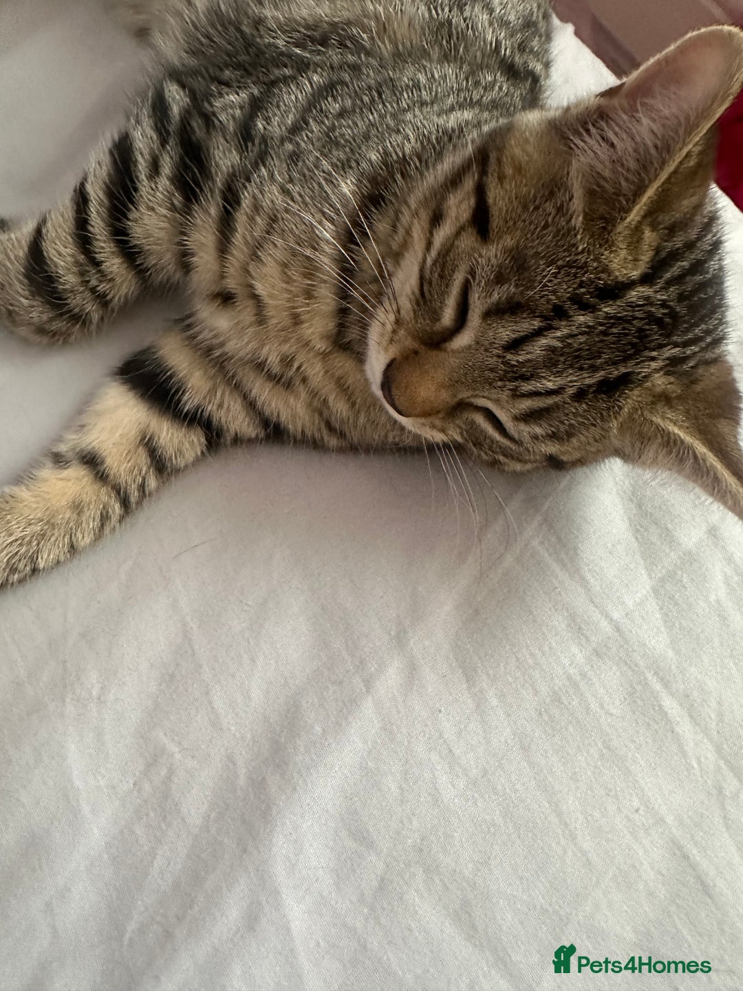 Maine Coon cats for sale: Maincoon mix female kitten - Image 2