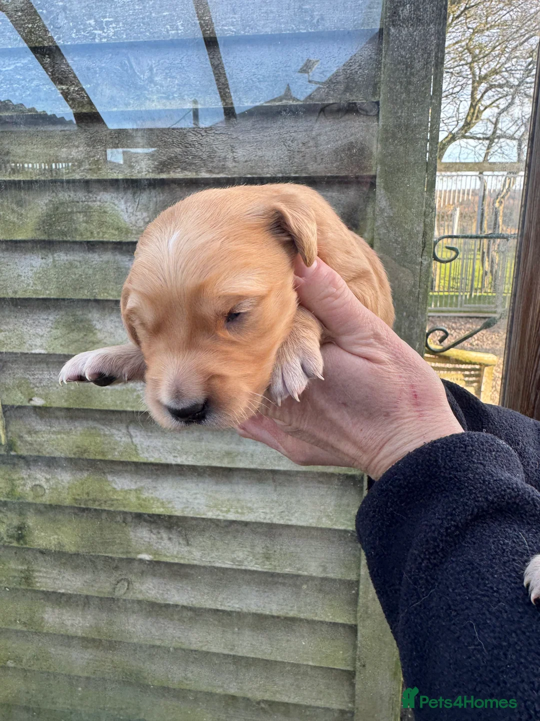 Golden Retriever dogs for sale: Available Immediately! - Advert 7