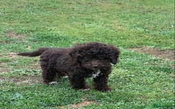Cockapoo dogs for sale: Amazing cockapoo puppies  - Image 6