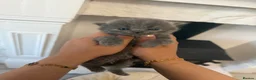 British Shorthair cats for sale: GORGEOUS FLUFFBALLS FOR SALE - Advert 3