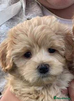 Maltipoo dogs Tiny Maltipoo puppies - Advert 5