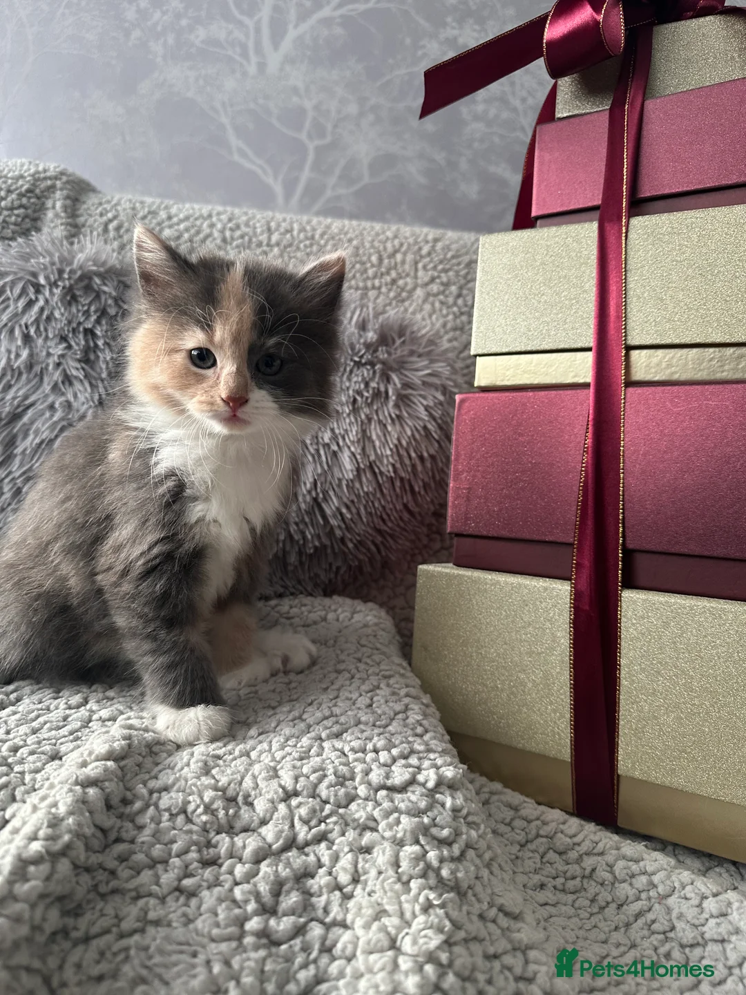 Mixed Breed cats for sale: Long Haired British Blue/Norwegian Forest kittens  - Advert 4