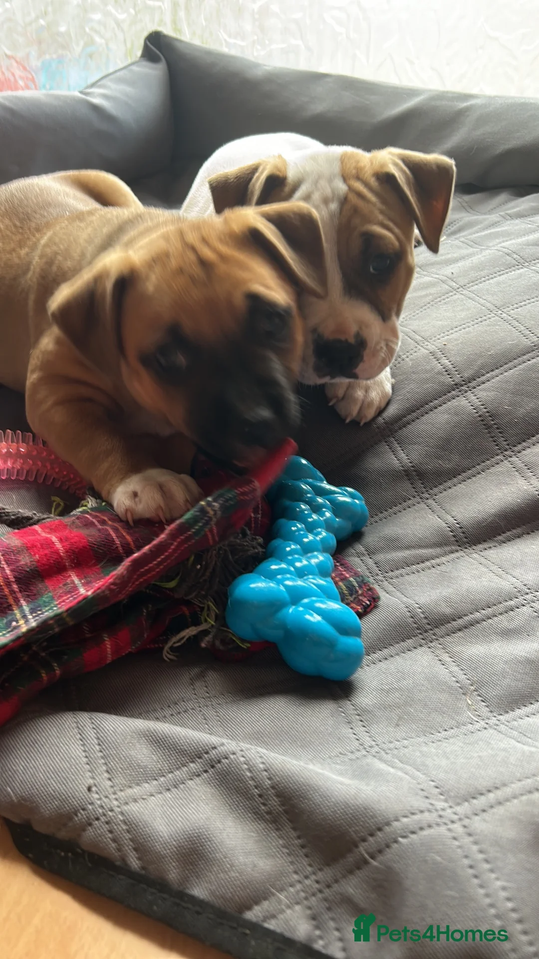 Mixed Breed dogs for sale: 3 chunky staffy crosses  - Advert 17