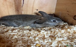 Mini Lop rabbits for sale: Mini lop Agouti girl - Image 2