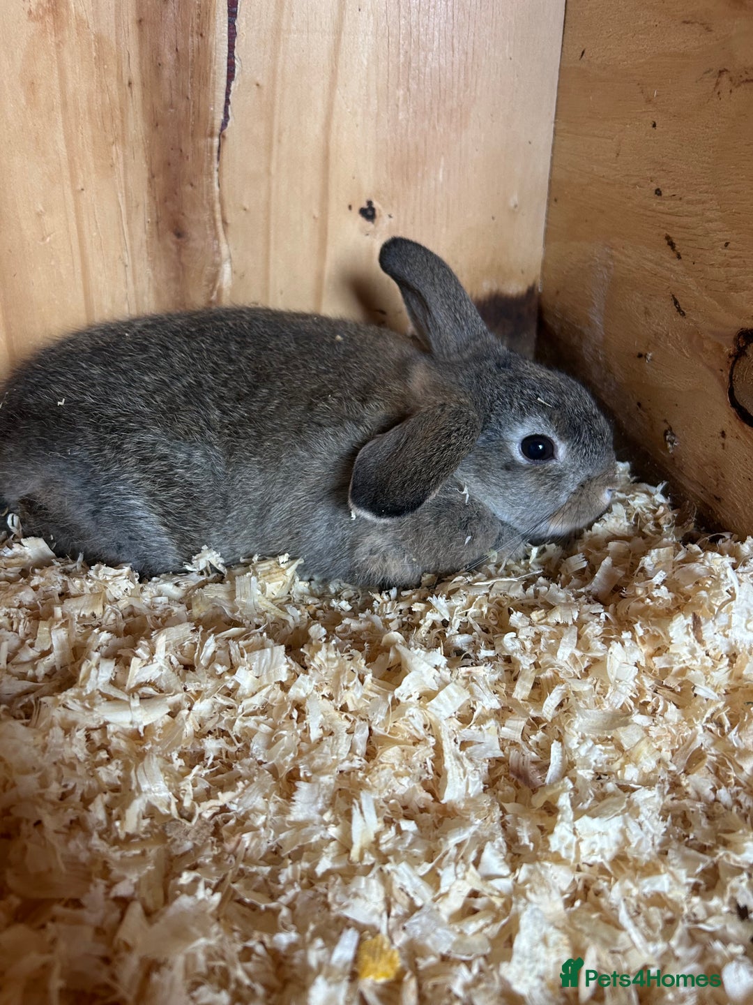 Mini Lop rabbits for sale: Mini lop Agouti girl - Image 2
