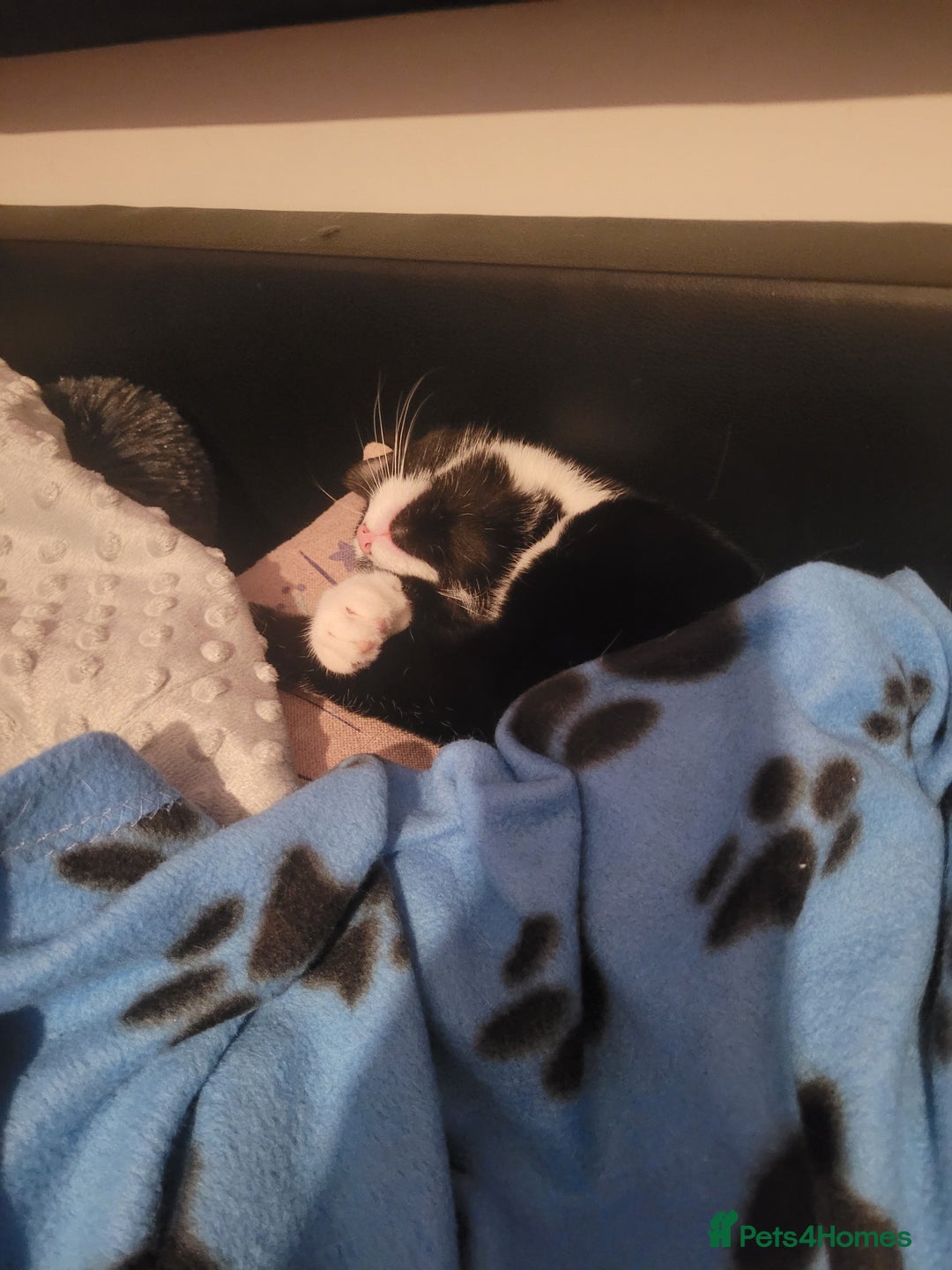 British Longhair cats for sale: 6 month old female  - Image 1