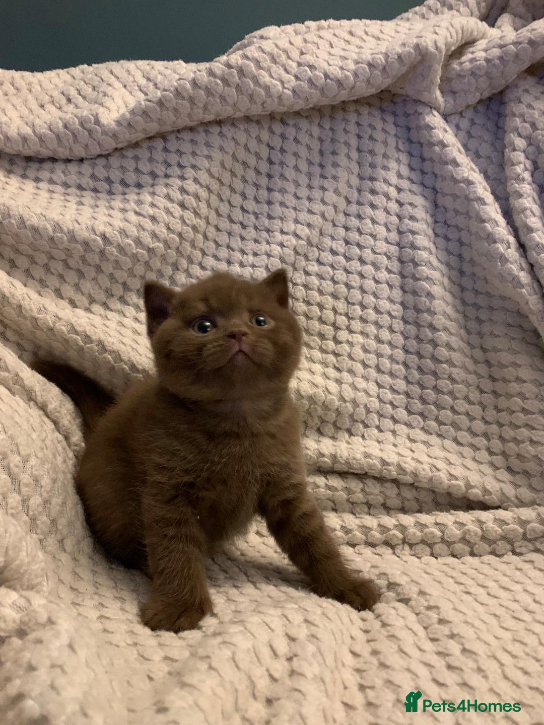 British Shorthair cats for sale: GCCF British shorthair kittens  - Advert 11