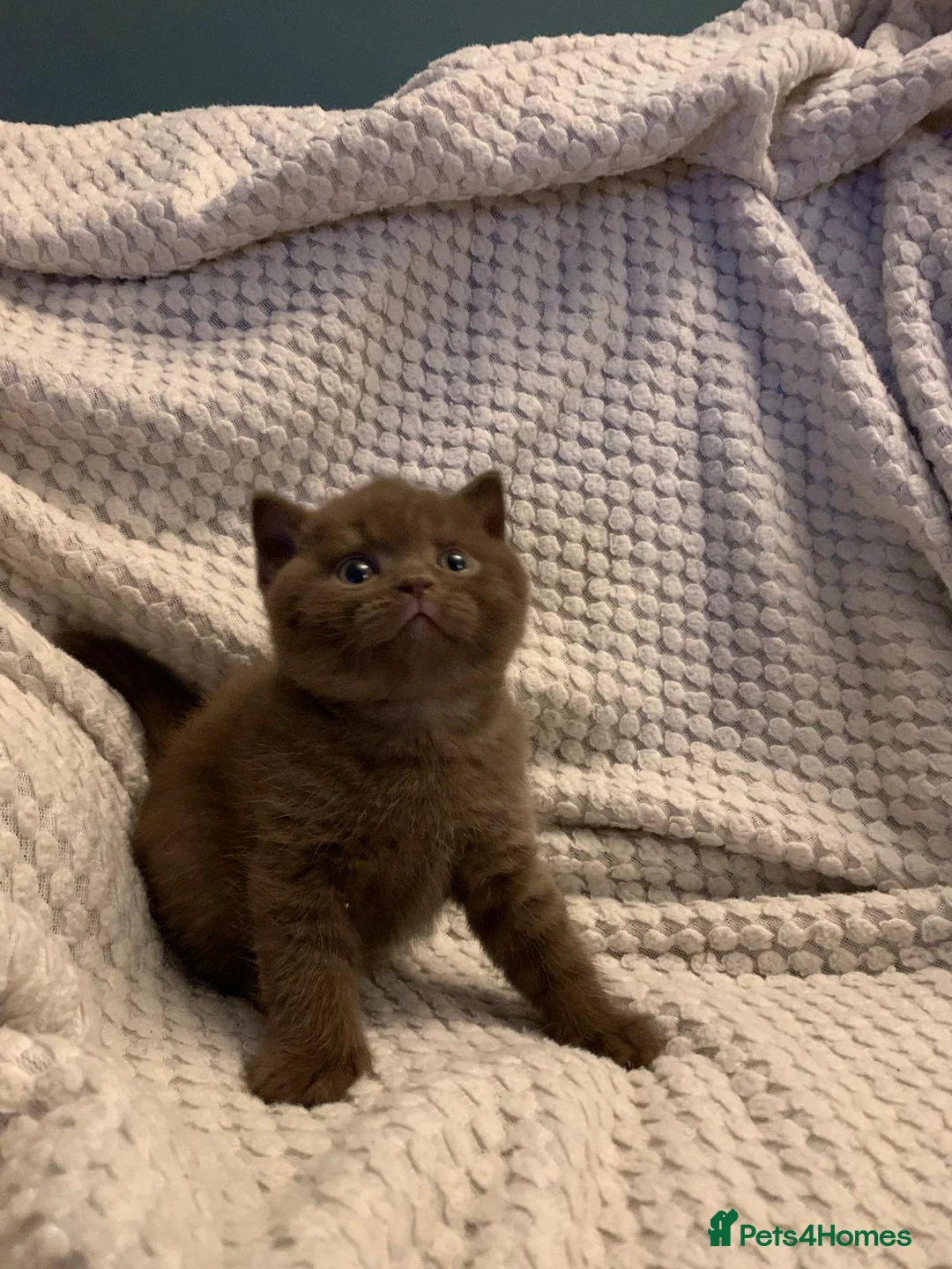 British Shorthair cats for sale: GCCF choclate British shorthair kittens READY NOW  - Advert 11