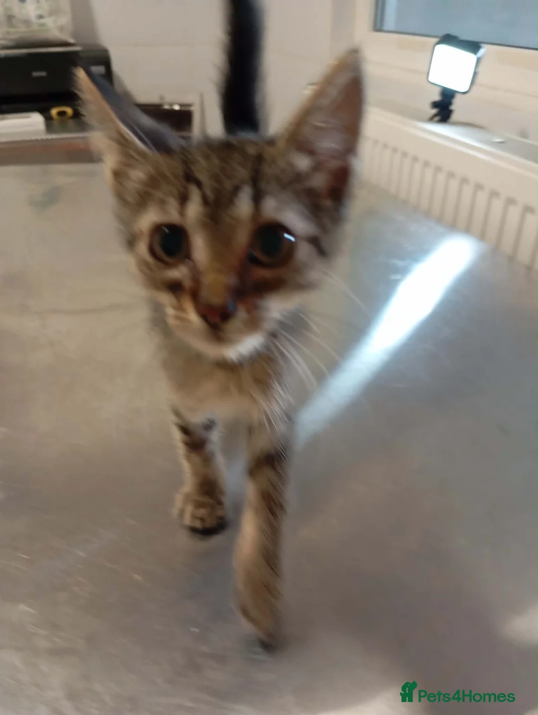 Mixed Breed cats for adoption: Jaimie - deva Romania  - Advert 2