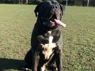 Mastiff dogs - Advert 3
