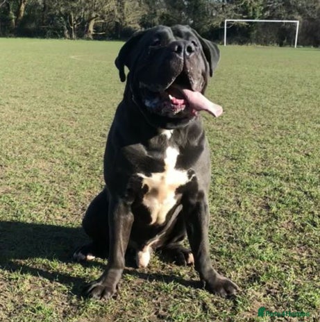 Mastiff dogs - Advert 9