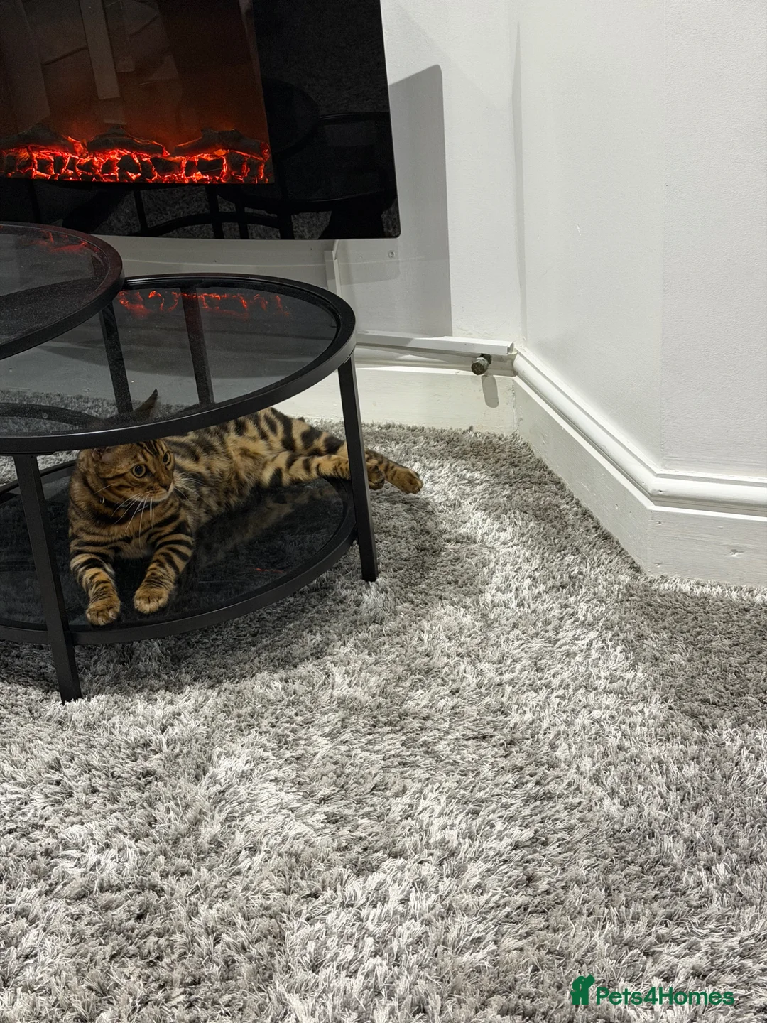 Bengal cats for sale: Bengal Cat Loving, Fully Trained & equipped - Advert 2