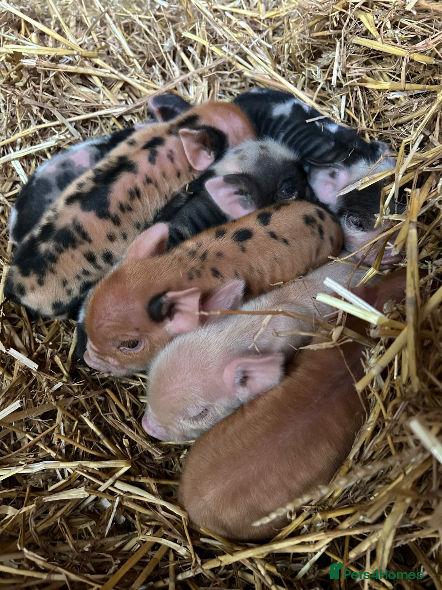 Pig livestock Beautiful Kune Kune Piglets! Small for great pets! - Advert 1